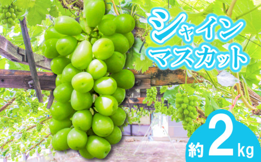 【早期予約】朝採りシャインマスカット 約2kg(3房～4房) 名峰讃岐富士育ち 煌めきの果実  マスカット シャインマスカット ぶどう 葡萄 ブドウ フルーツ 果物 くだもの 果実 フルーツ 旬 旬の果物 デザート スイーツ おやつ ゼリー ジュース 人気果物 人気フルーツ ランキング 香川 丸亀