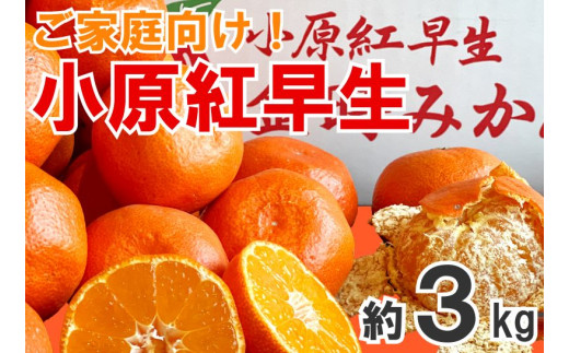 【2026年11月中旬より順次発送】【家庭用】みかん 小原紅早生 約3kg 真っ赤なみかん 小原紅早生みかん 甘い ミカン 蜜柑 フルーツ 果物 くだもの 柑橘 柑橘類 デザート 旬 産地直送 冬の味覚 旬の果物 旬のフルーツ お取り寄せ 取り寄せ
