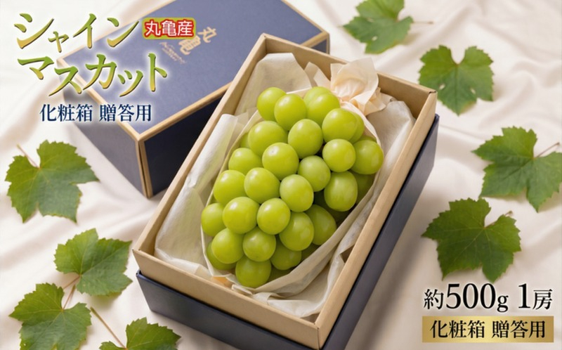 【先行予約】 パリッと甘い！ シャインマスカット 約500g 1房 化粧箱 贈答用 冷蔵 マスカット ぶどう 葡萄 ブドウ フルーツ 果物 くだもの デザート 果実 美味しい 人気果物 人気フルーツ 旬のフルーツ 旬の果物 瀬戸内 果汁 フルーツ デザート 果実 青果 甘い 季節 国産 ふるさと納税マスカット ふるさと納税ぶどう 香川県 丸亀市
