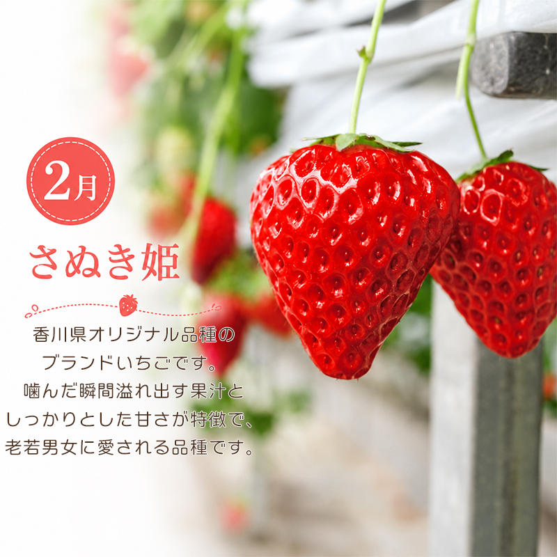 定期便 2回 シャインマスカット 苺 いちご さぬきひめ さぬき姫 ぶどう 果物 フルーツ 旬 旬のフルーツ 贈答用 ギフト プレゼント 香川県 丸亀市
