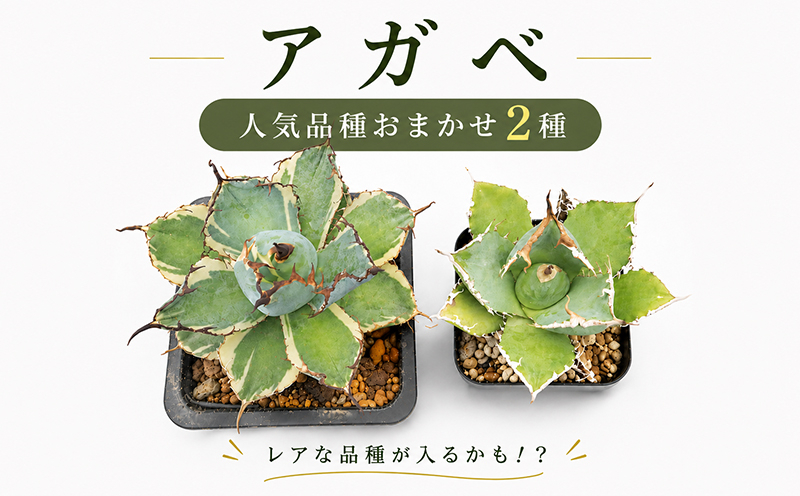 アガベ 2種 植物 インテリア ガーデニング チタノタ 白鯨 ブラック&ブルー パルメリー ホリダ オテロイ 実生株 ハイブリッド 交配種 人気 ガーデニング 多肉植物 観葉植物 グリーン リラックス 香川県 丸亀市