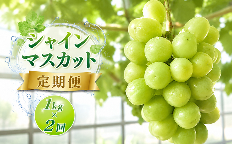 シャインマスカット 定期便 1kg 2回 朝採り マスカット フルーツ定期便 ぶどう 葡萄 ブドウ フルーツ 果物 くだもの 果実 フルーツ 旬 旬の果物 デザート スイーツ おやつ ゼリー ジュース 人気果物 人気フルーツ ランキング 香川 丸亀