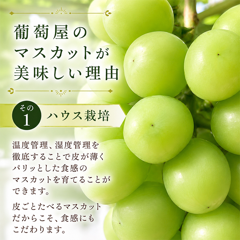 ã·ã£ã€ã³ãã¹ã«ãã å®æäŸ¿ 1kg 2å ææ¡ã ãã¹ã«ãã ãã«ãŒãå®æäŸ¿ ã¶ã©ã è¡è ãã㊠ãã«ãŒã æç© ãã ãã® æå® ãã«ãŒã æ¬ æ¬ã®æç© ãã¶ãŒã ã¹ã€ãŒã ãã〠ãŒãªãŒ ãžã¥ãŒã¹ äººæ°æç© äººæ°ãã«ãŒã ã©ã³ãã³ã° éŠå· äžžäº