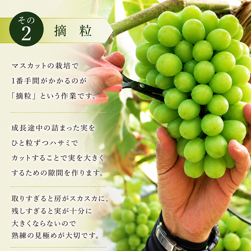 ã·ã£ã€ã³ãã¹ã«ãã å®æäŸ¿ 1kg 2å ææ¡ã ãã¹ã«ãã ãã«ãŒãå®æäŸ¿ ã¶ã©ã è¡è ãã㊠ãã«ãŒã æç© ãã ãã® æå® ãã«ãŒã æ¬ æ¬ã®æç© ãã¶ãŒã ã¹ã€ãŒã ãã〠ãŒãªãŒ ãžã¥ãŒã¹ äººæ°æç© äººæ°ãã«ãŒã ã©ã³ãã³ã° éŠå· äžžäº