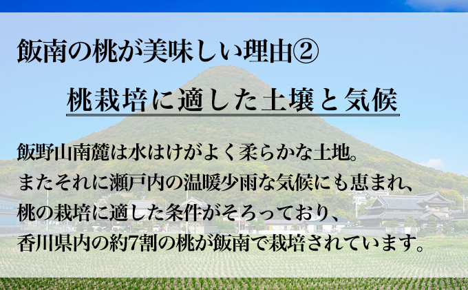 【2026年早期予約】特秀品 桃 約2kg（目安:6玉～8玉) 讃州丸亀 飯南の桃 飯山 贈答箱 もも モモ 果物 くだもの 果実 フルーツ 旬 旬の果物 デザート スイーツ おやつ ゼリー ジュース 人気果物 人気フルーツ ランキング 香川 丸亀