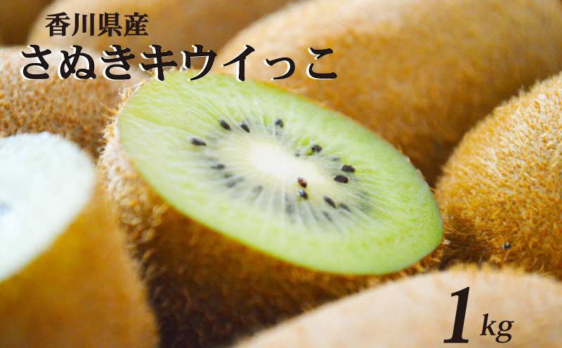 一口サイズ！ さぬきキウイっこ 約1kg 香川県産 キウイっこ キウイ キウイフルーツ 果物 ふるさと納税キウイ 香川県 丸亀市
