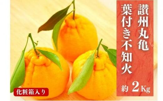 【4月発送】 デコポン 不知火 約2kg 化粧箱 柑橘 みかん 蜜柑 オレンジ くだもの 果物 フルーツ ジュース ゼリー スイーツ 贈答用 ギフト おすすめ 高級 期間限定 先行予約 グルメ 香川県 丸亀市