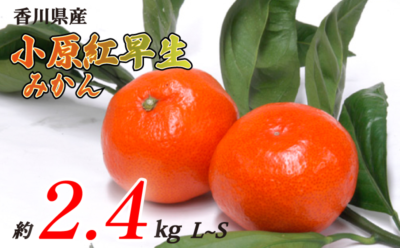 小原紅早生みかん 約2.4kg L~Sサイズ 常温 先行予約 フルーツ 果物 柑橘 小原紅早生 みかん ふるさと納税みかん 香川県 丸亀市