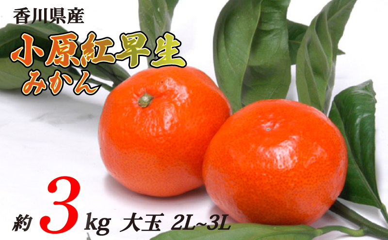 小原紅早生みかん 約3kg 大玉 2L~3Lサイズ 常温 先行予約 フルーツ 果物 柑橘 小原紅早生 みかん ふるさと納税みかん 香川県 丸亀市