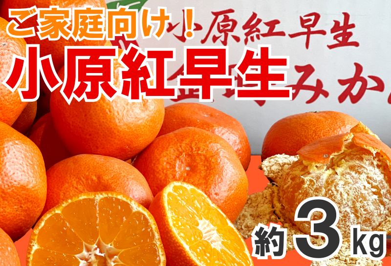 【2026年11月中旬より順次発送】【家庭用】みかん 小原紅早生 約3kg 真っ赤なみかん 小原紅早生みかん 甘い ミカン 蜜柑 フルーツ 果物 くだもの 柑橘 柑橘類 デザート 旬 産地直送 冬の味覚 旬の果物 旬のフルーツ お取り寄せ 取り寄せ