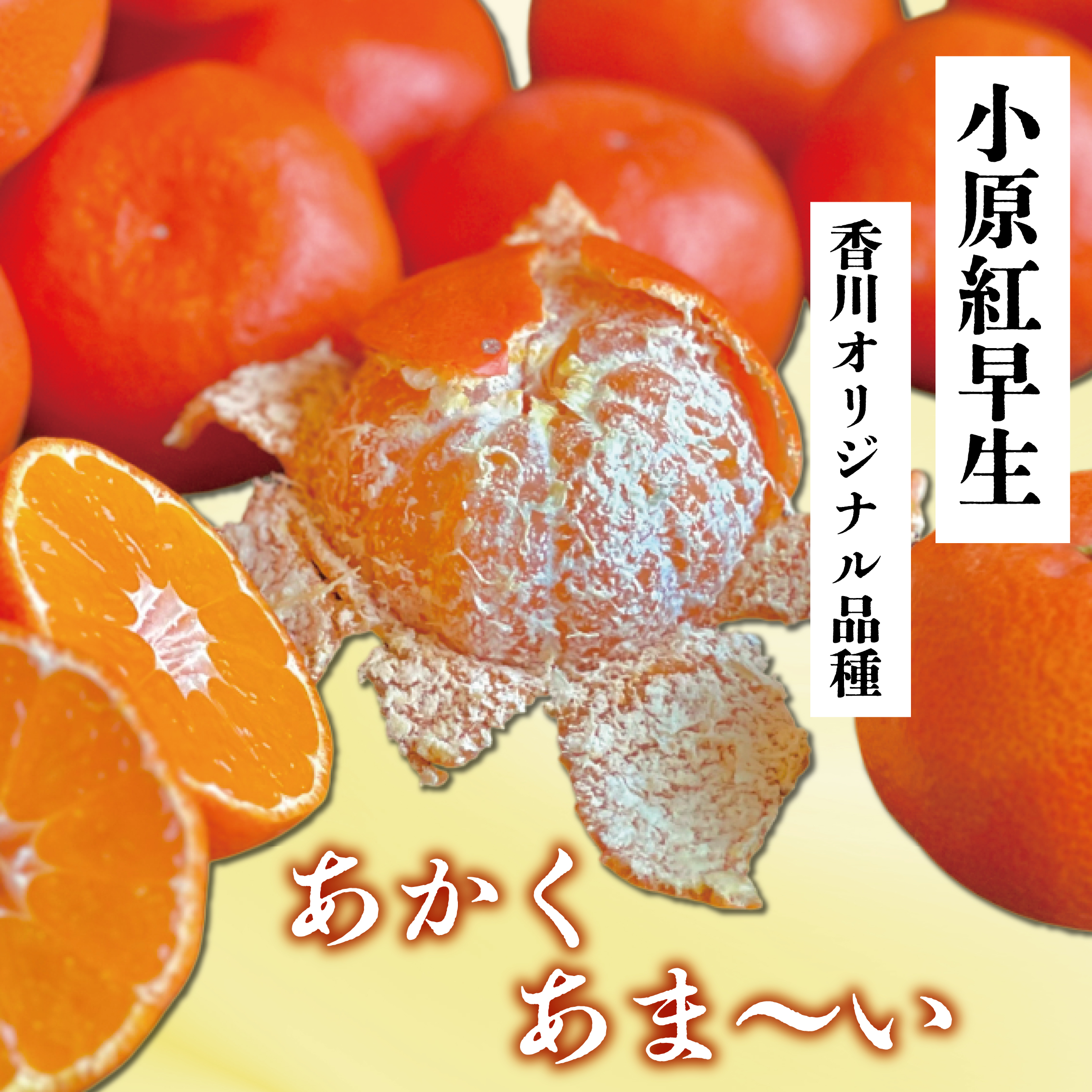 【2026年11月中旬より順次発送】【特秀品】みかん 小原紅早生 約3kg 真っ赤なみかん 小原紅早生みかん 甘い ミカン 蜜柑 フルーツ 果物 くだもの 柑橘 柑橘類 デザート 旬 産地直送 冬の味覚 旬の果物 旬のフルーツ お取り寄せ 取り寄せ