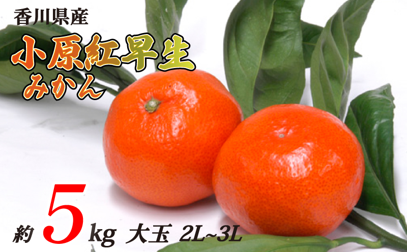 小原紅早生みかん 約5kg 大玉 2L~3Lサイズ 常温 先行予約 フルーツ 果物 柑橘 小原紅早生 みかん ふるさと納税みかん 香川県 丸亀市