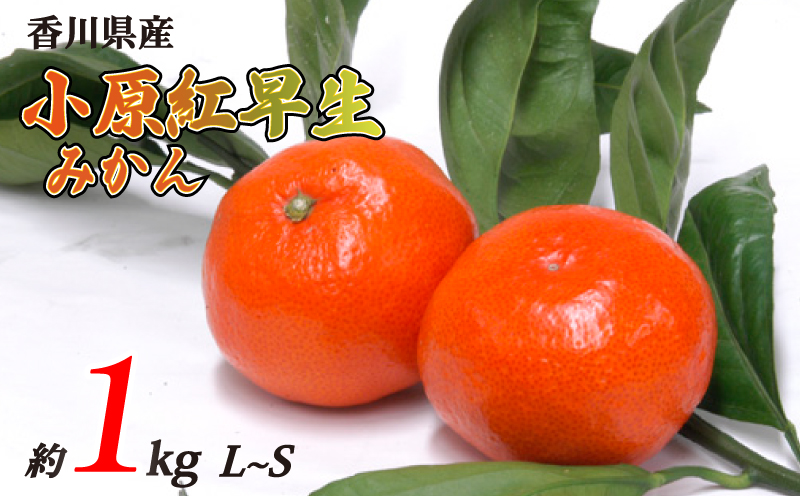 小原紅早生みかん 約1kg L~Sサイズ 常温 先行予約 フルーツ 果物 柑橘 小原紅早生 みかん ふるさと納税みかん 香川県 丸亀市