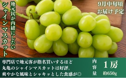 【全3回】フルーツ定期便「丸亀市夏のいいとこどり定期便」〜少人数でも楽しみやすい食べきり版〜/シャインマスカット 桃 ピオーネ  定期配送 頒布会 果実 果物 フルーツ 旬のフルーツ フルーツギフト フルーツ定期 フルーツ定期便 果物定期 果物定期便 人気果物 人気フルーツ 夏フルーツ