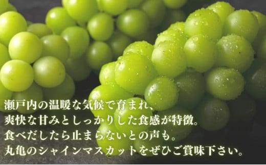 【9月配送】 シャインマスカット 約2kg マスカット シャインマスカット ぶどう 葡萄 ブドウ フルーツ 果物 くだもの 果実 フルーツ 旬 旬の果物 デザート スイーツ おやつ ゼリー ジュース 人気果物 人気フルーツ ランキング 香川 丸亀