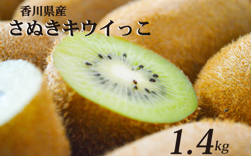 一口サイズ！ さぬきキウイっこ 約1.4kg 香川県産 キウイっこ キウイ キウイフルーツ 果物 ふるさと納税キウイ 香川県 丸亀市