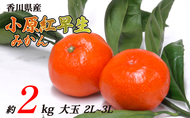 小原紅早生みかん 約2kg 大玉 2L~3Lサイズ 常温 先行予約 フルーツ 果物 柑橘 小原紅早生 みかん ふるさと納税みかん 香川県 丸亀市