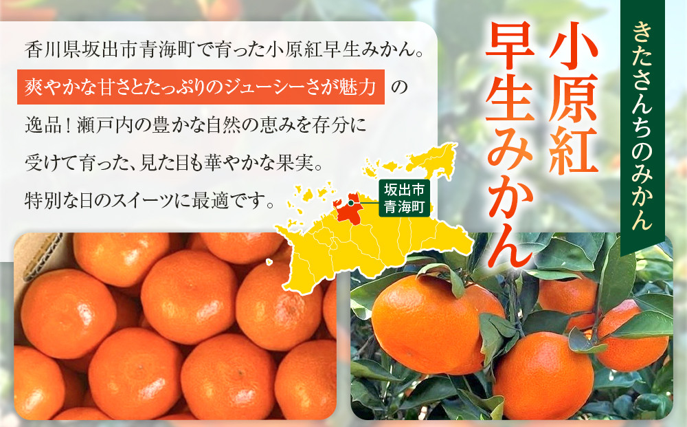 【先行予約】きたさんちのみかん　小原紅早生みかん4.5kg　ご家庭用（Sサイズ）【12月上旬発送】