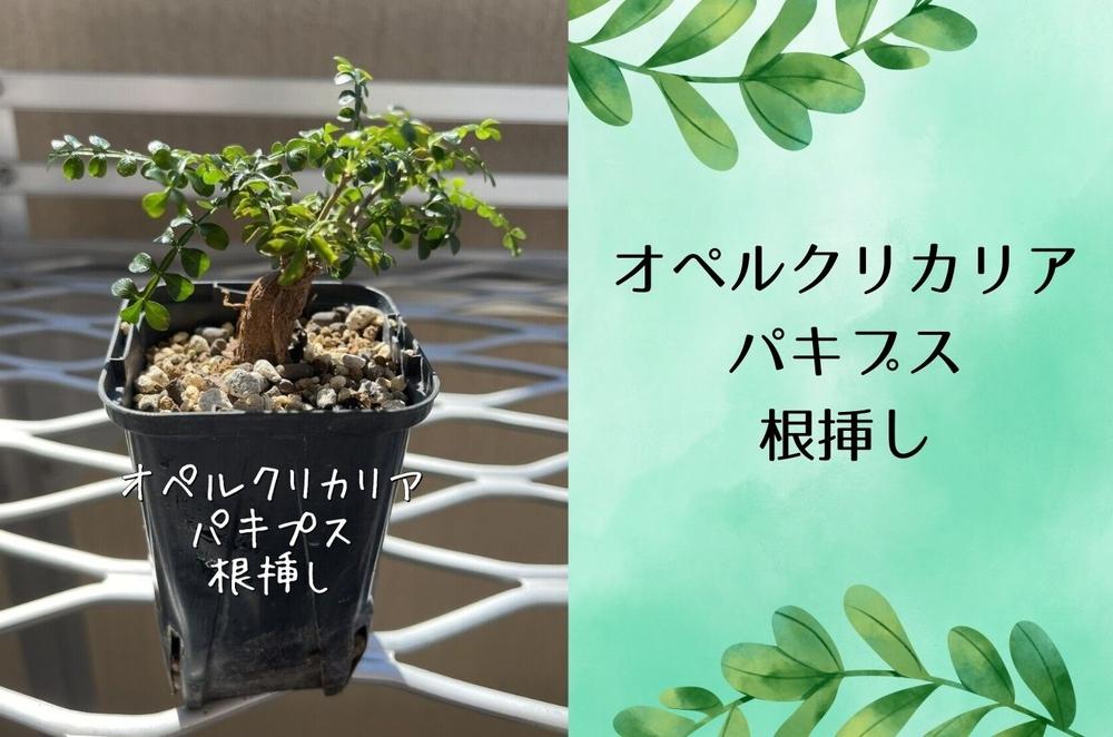 オペルクリカリアパキプス根挿し株 1本