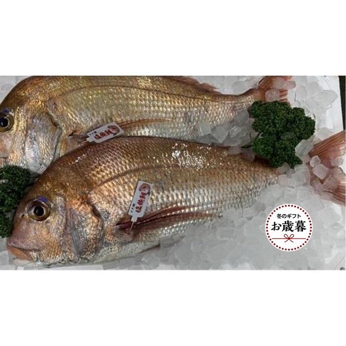 【お歳暮ギフト】天然真鯛 刺身用　１尾（4～5人前）