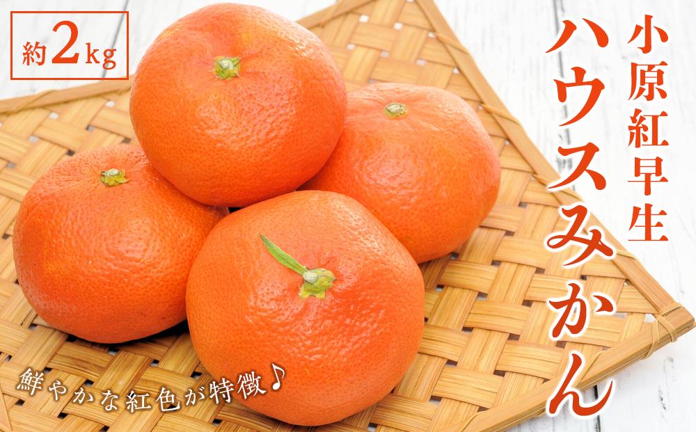 小原紅早生 ハウスみかん 約2kg ( 18 ～ 30玉 )｜みかん