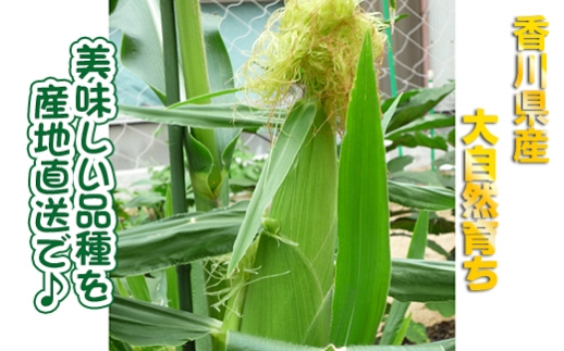 とうもろこし もぎたてトウモロコシ 5kg 坂出市産【先行予約：2026年6月上旬～順次発送】