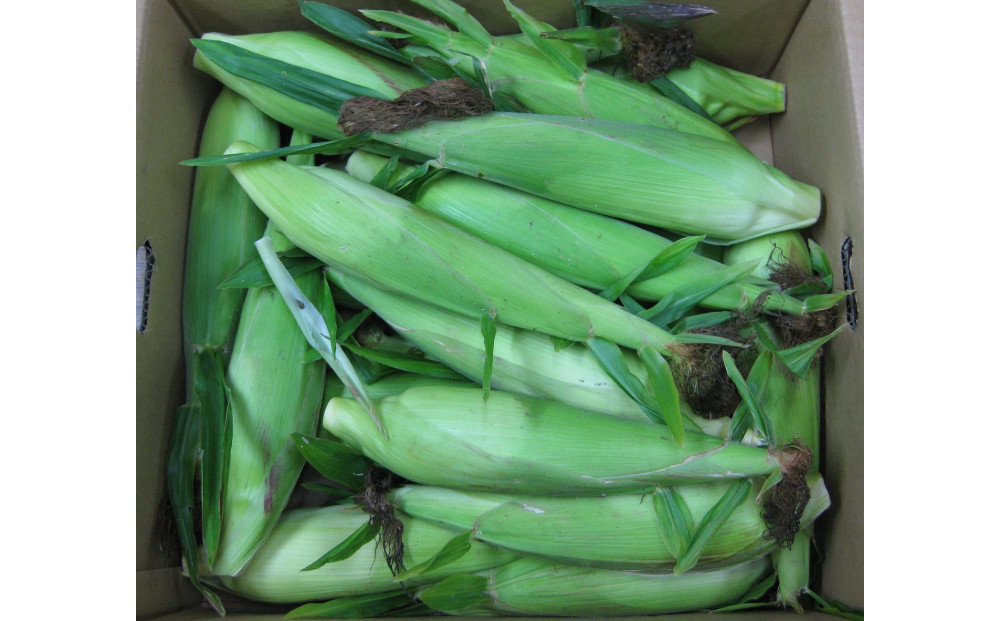 ãå®¶åºçšçްç©ãã¯ã€ãã³ãŒã³ãçŽ3.5kgÃ2