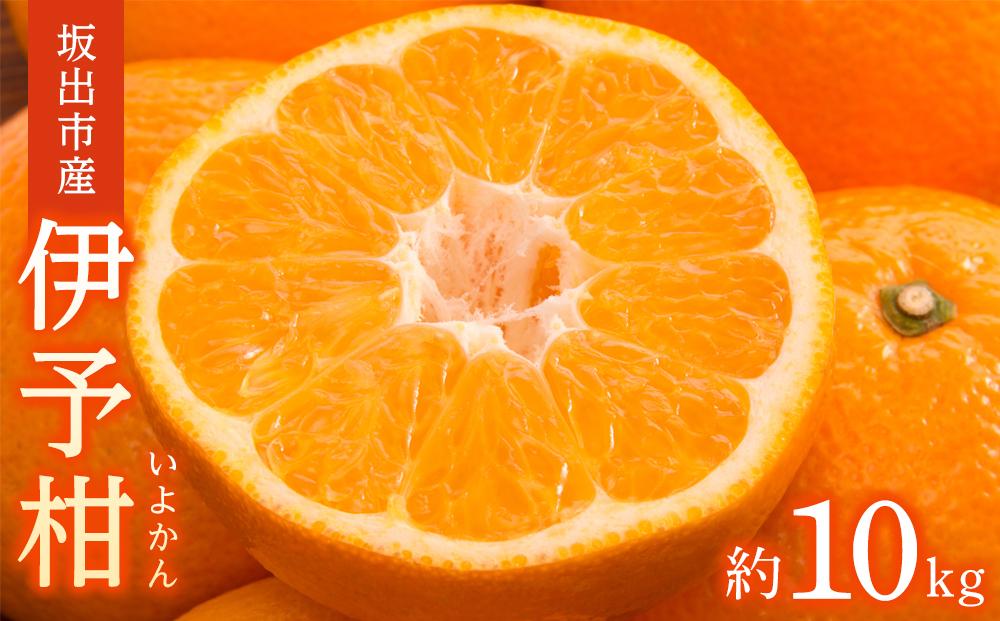 坂出市産 伊予柑 約10kg