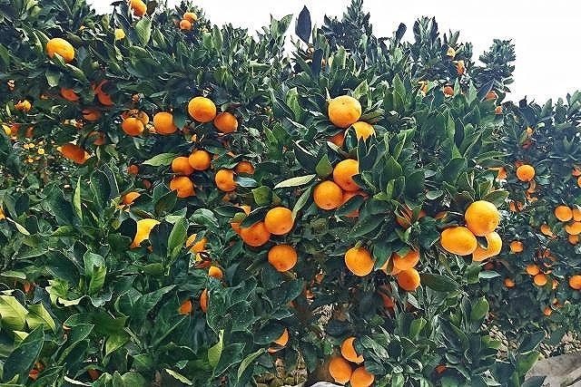 【定期便3回】野菜ソムリエの選ぶ日本の地中海、瀬戸内海の旬の果物