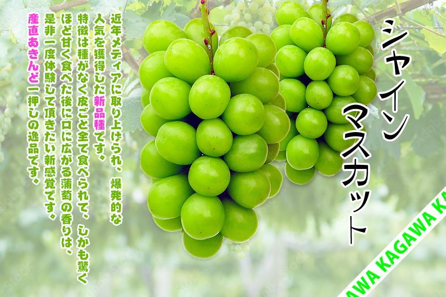 《2026年発送》特秀品シャインマスカット ( １房 約700g以上 ) ぶどう マスカット 香川県産