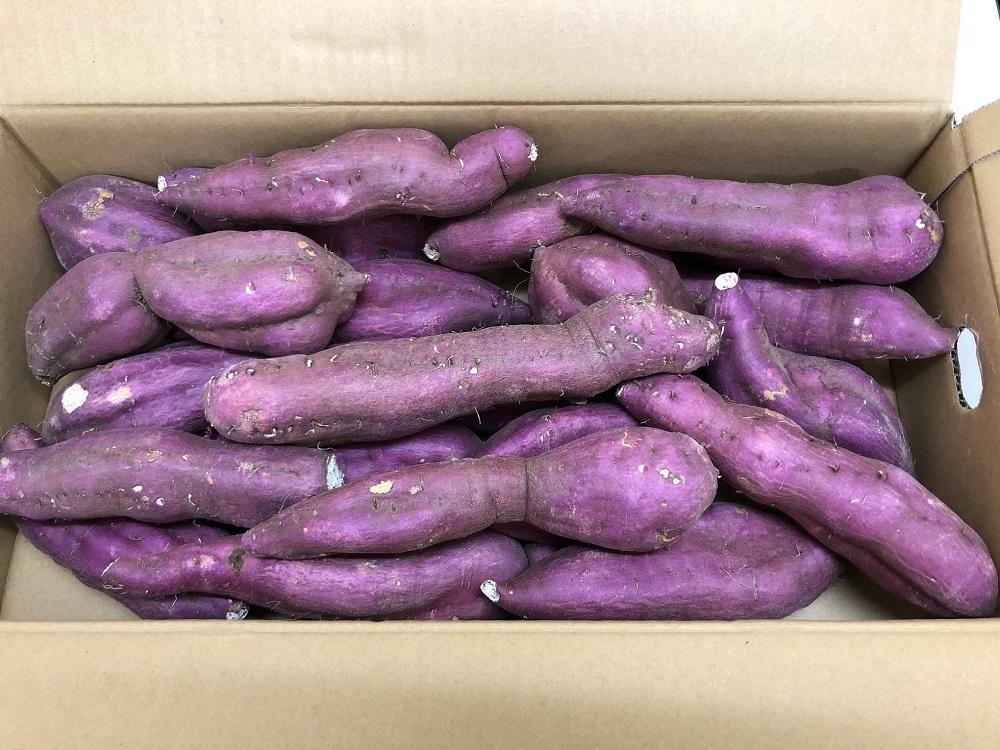 ＜2026年8月下旬以降発送・先行予約＞【訳あり】坂出金時いも　約5kg×2箱　2L～Mサイズ