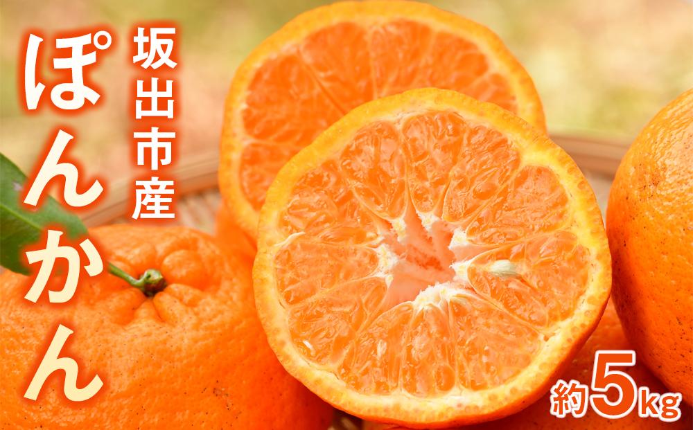 坂出市産 ぽんかん 約5kg