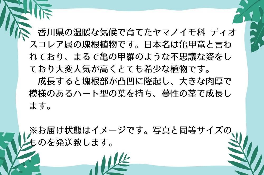 ãã£ãªã¹ã³ã¬ã¢ãšã¬ãã¡ã³ãã£ãã¹å®çæ ª 1æ¬