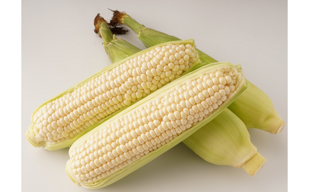 ＜2026年6月中旬以降発送・先行予約＞とうもろこし ホワイトコーン 約2.5kg×2