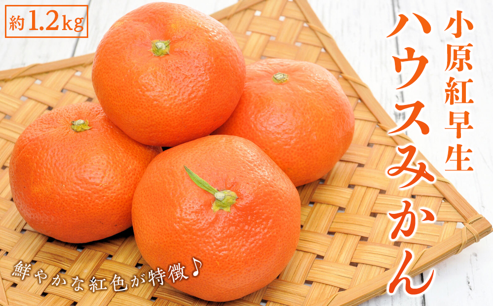 小原紅早生 ハウスみかん 約1.2kg ( 12 ～ 18玉 )｜みかん
