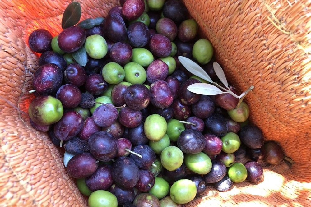 【 namiliva 】オリーブ酢 香川県産【 Olive VINEGAR 150ml 】×4本