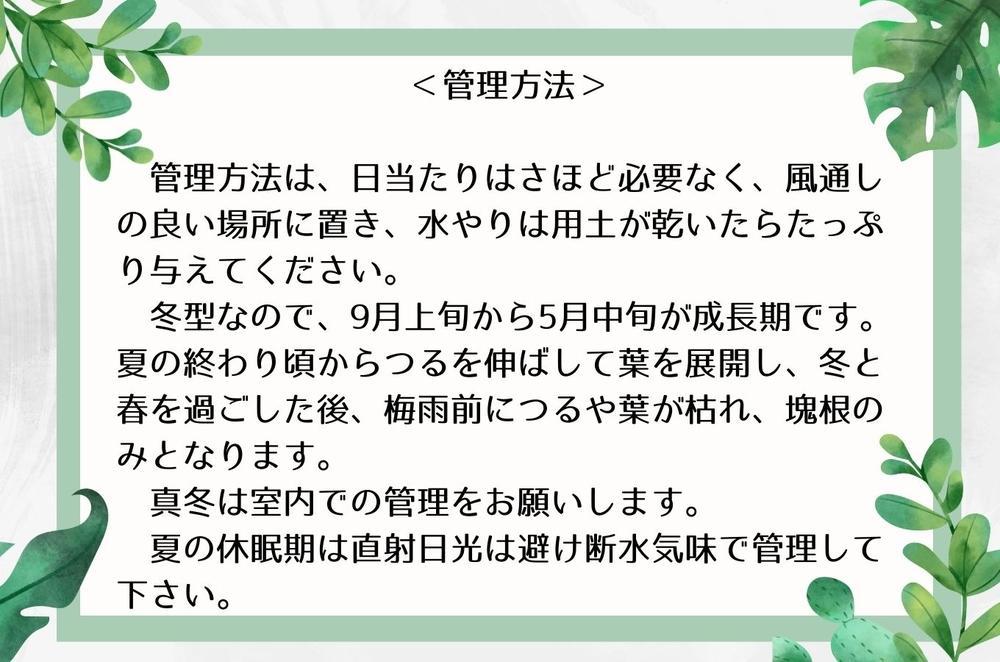 ãã£ãªã¹ã³ã¬ã¢ãšã¬ãã¡ã³ãã£ãã¹å®çæ ª 1æ¬