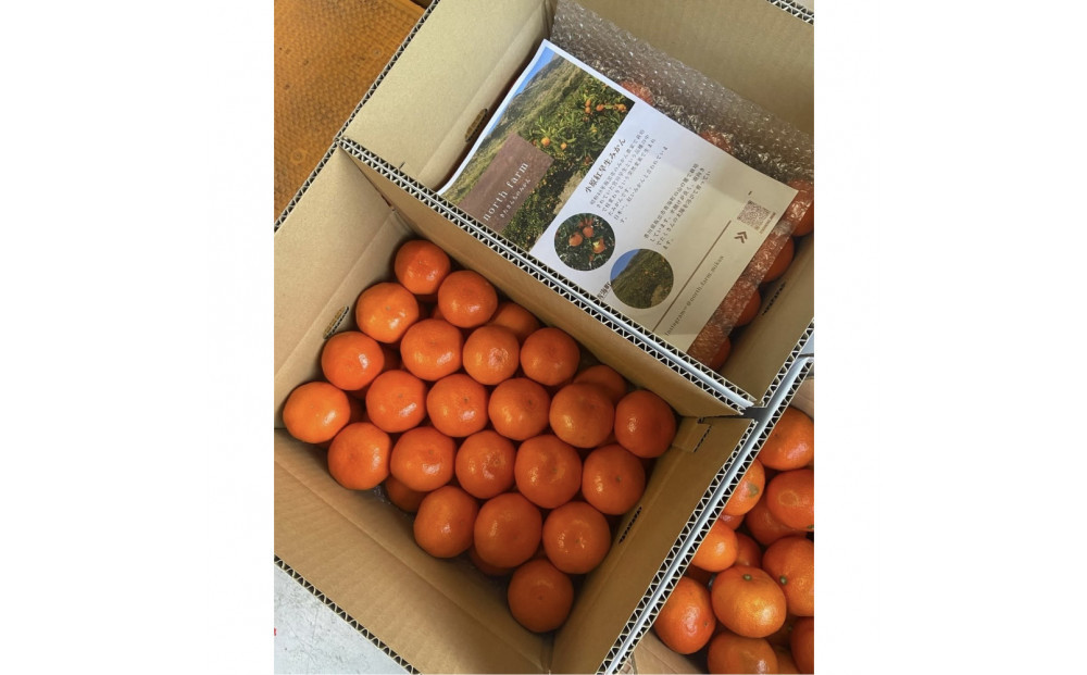 【先行予約】きたさんちのみかん　小原紅早生みかん4.5kg【秀品】（Mサイズ）【12月上旬発送】
