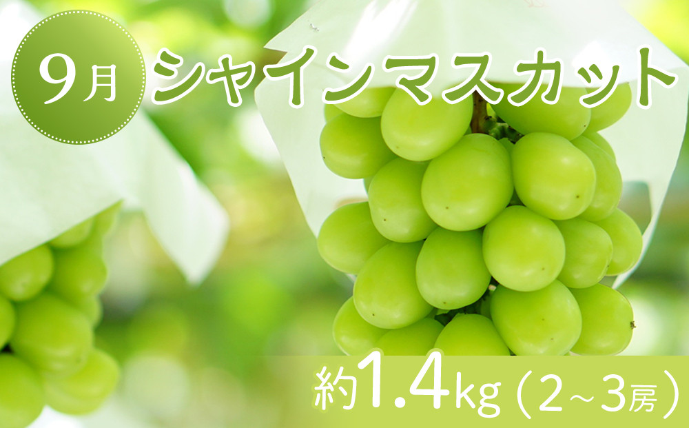 坂出市「旬のフルーツを味わう6回」定期便 【発送月：2月・4月・7月・9月・11月・12月】