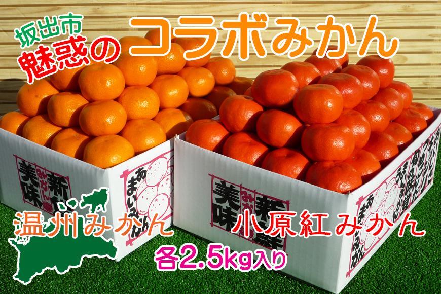 ≪先行受注≫小原紅早生 & 完熟温州 セット 約5kg ( 小原紅早生みかん約2.5kg & 完熟温州みかん約2.5kg ) S ～ Lサイズ ｜ みかん