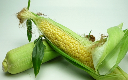 とうもろこし もぎたてトウモロコシ 5kg 坂出市産【先行予約：2026年6月上旬～順次発送】