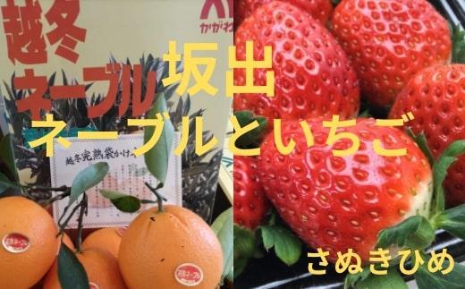 越冬完熟袋掛けネーブル 約5kg（約20個）と大粒いちごさぬきひめ 2パック