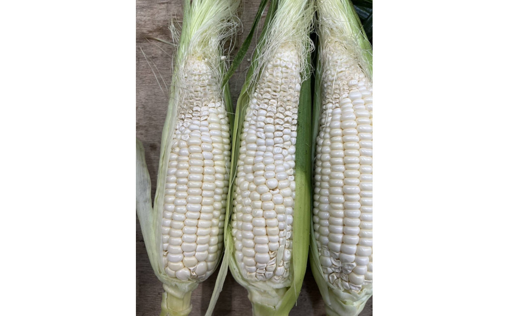 ãå®¶åºçšçްç©ãã¯ã€ãã³ãŒã³ãçŽ3.5kgÃ2