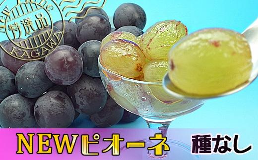 ã2026幎çºéãã·ã£ã€ã³ãã¹ã«ãã & ãã¥ãŒããªãŒã ã»ãã çŽ2kg ( çš®ãªãã·ã£ã€ã³ãã¹ã«ãã çŽ1kg & çš®ãªããã¥ãŒããªãŒã çŽ1kg ) éŠå·ç£ ïœã¶ã©ã ãã¹ã«ãã 人æ°åçš® ã³ã©ã