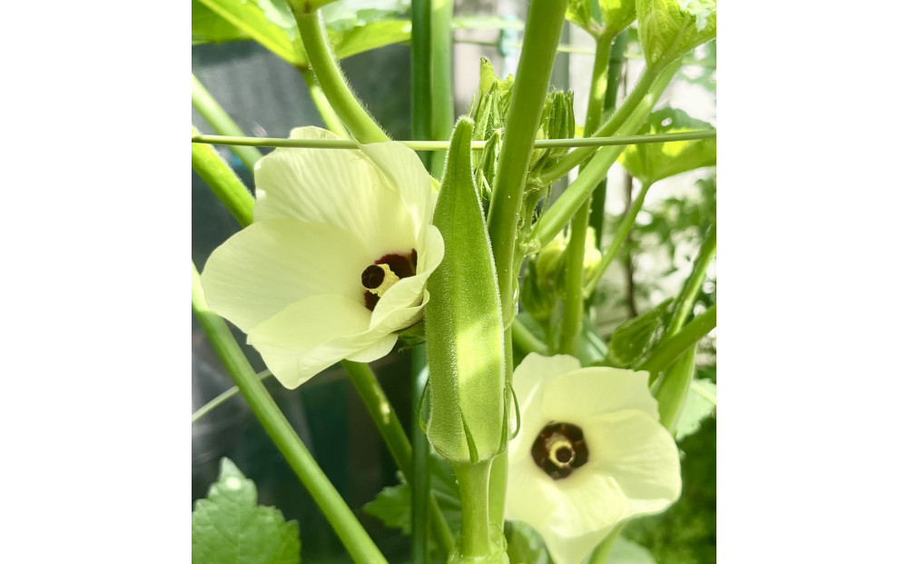 ãªã¯ã©ãçŽ2.8kg