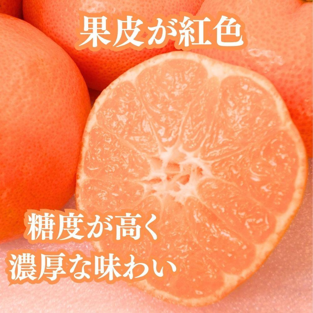 坂出特産　小原紅早生みかん約5kg(約50個） MまたはLサイズ
