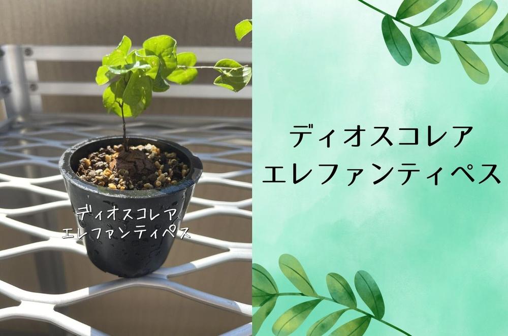 ディオスコレアエレファンティペス実生株 1本