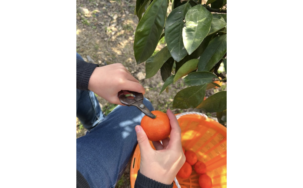 【先行予約】きたさんちのみかん　小原紅早生みかん4.5kg　ご家庭用（Mサイズ）【12月上旬発送】