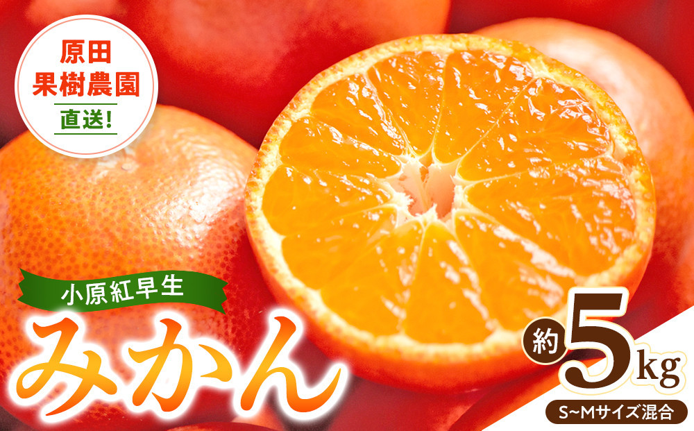 原田果樹農園直送！ 小原紅早生みかん 約5kg（S~Mサイズ混合）数量限定