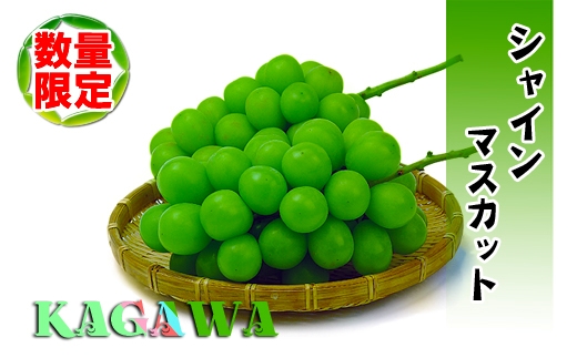 《2026年発送》特秀品シャインマスカット1kgの詰め合わせ【数量限定】